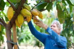 Chocolate Farm Tour and Tasting: Cacao farm maui