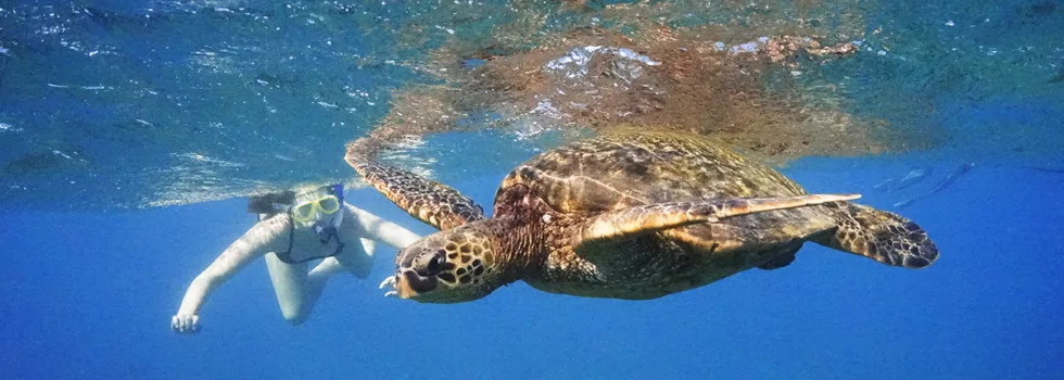 Molokini snorkel turtle