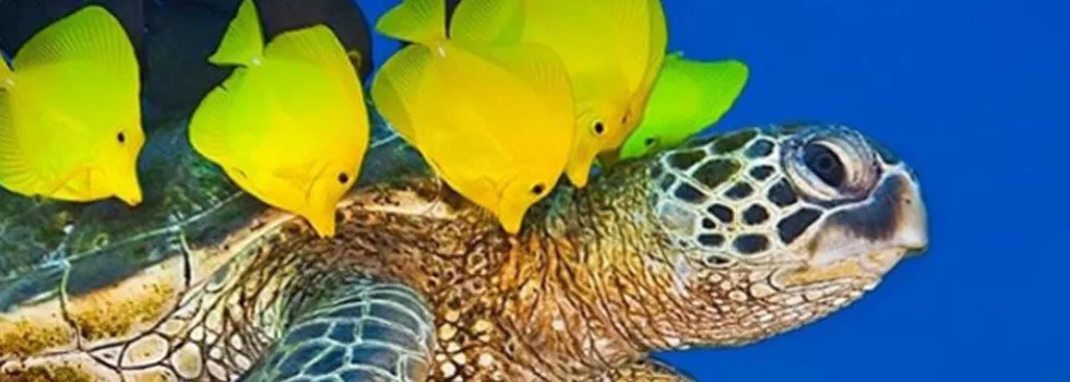 Snorkel with turtles molokini