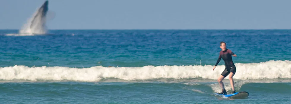 Maui surfing with whales