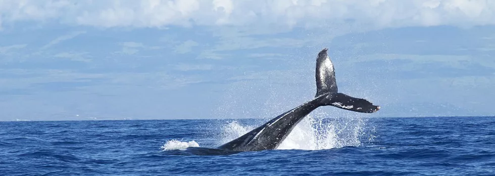 Whale Maui