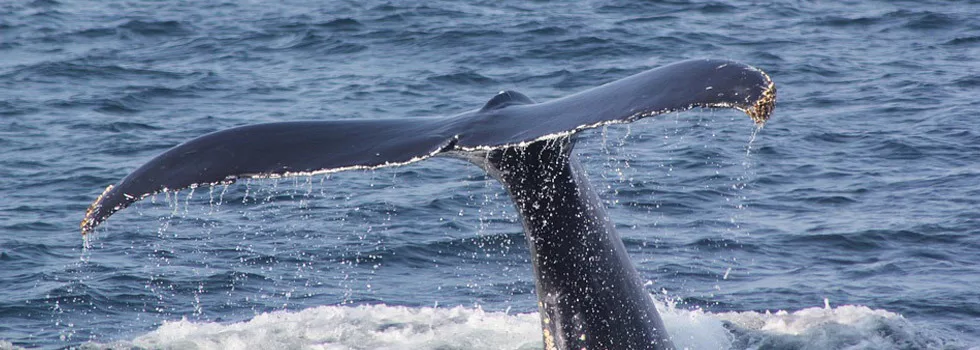 Whale Watching Maui