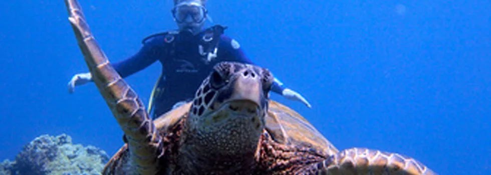 Scuba-dive-with-turtles-maui