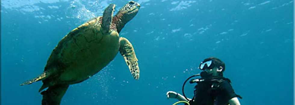 Swim-with-turtles-maui