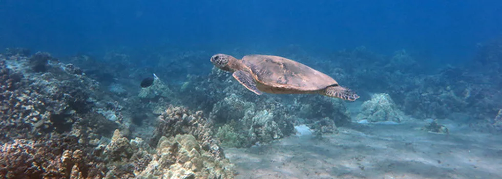 Scuba Dive With Turtles Wailea