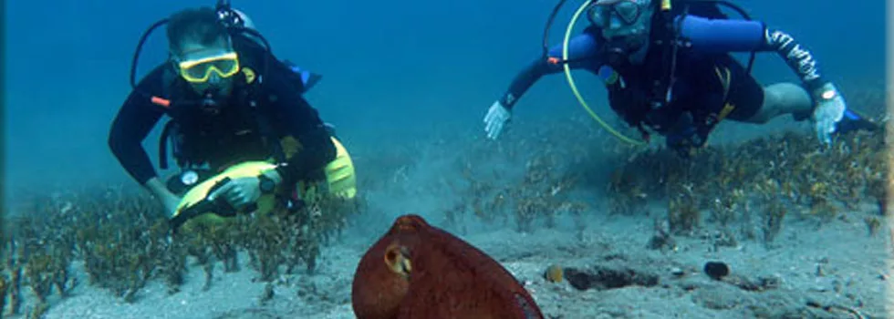 Scuba Scooter Tours Maui