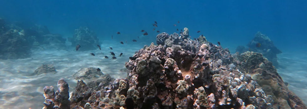 Tropical Reef On Maui Scuba