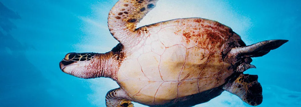 Turtle Snorkeling Wailea Maui