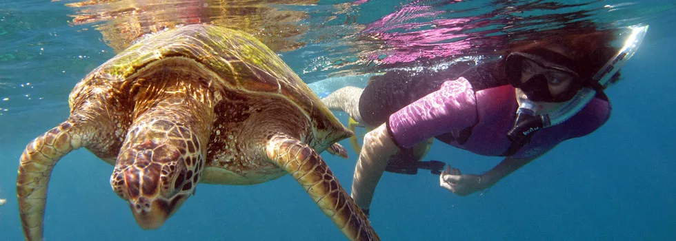 Where To See Turtles Wailea Maui