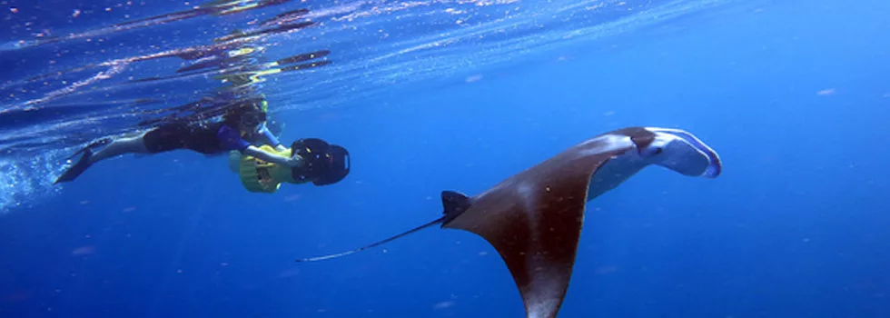 Snorkel With Manta Rays Maui