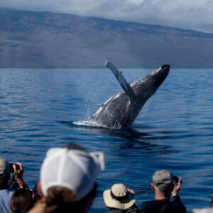 Whale Watching from Ma'alaea Harbor