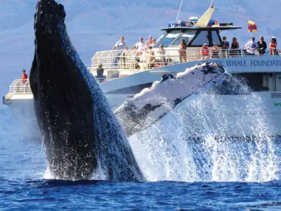 Whale Watching in Lahaina: Whale-lahaina-thumb