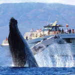 Whale-lahaina-thumb