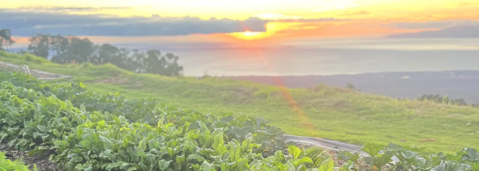 Upcountry maui organic farm tour