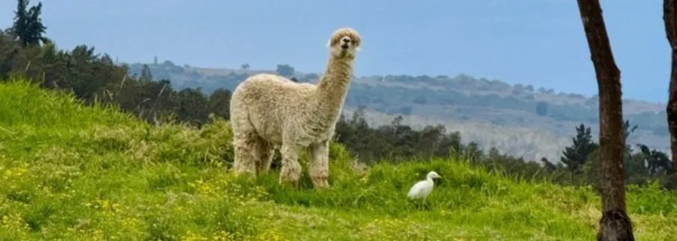 Alpaca upcountry maui farm