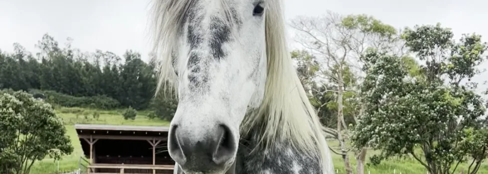 Upcountry maui horse farm tour