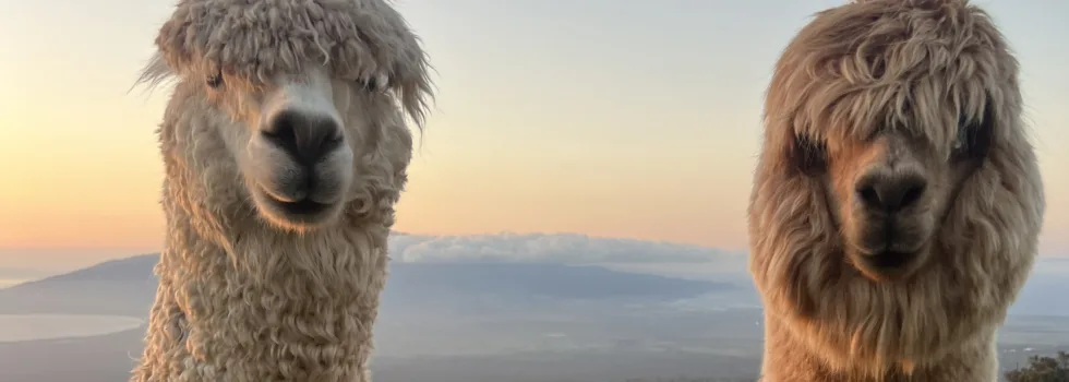 Upcountry maui alpaca farm tour