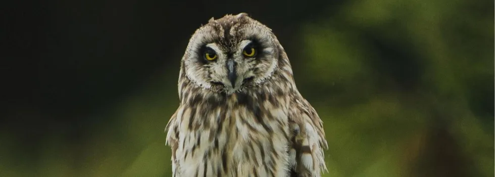 Owl on maui farm