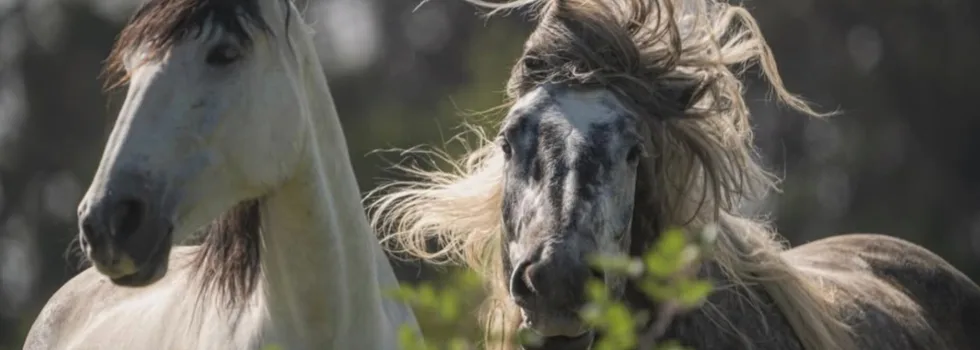 Horses on maui farm