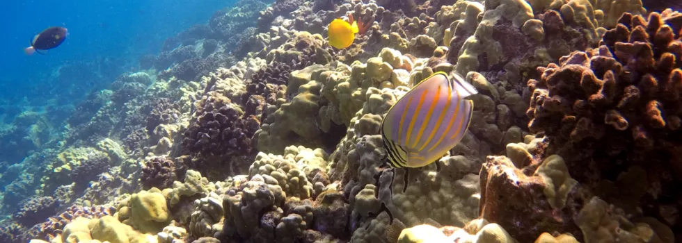 Maui snorkel tours
