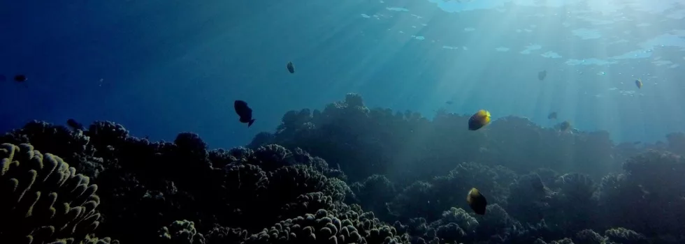 Molokini snorkel tours