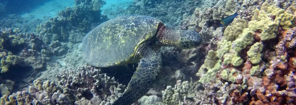 Turtle snorkeling maui