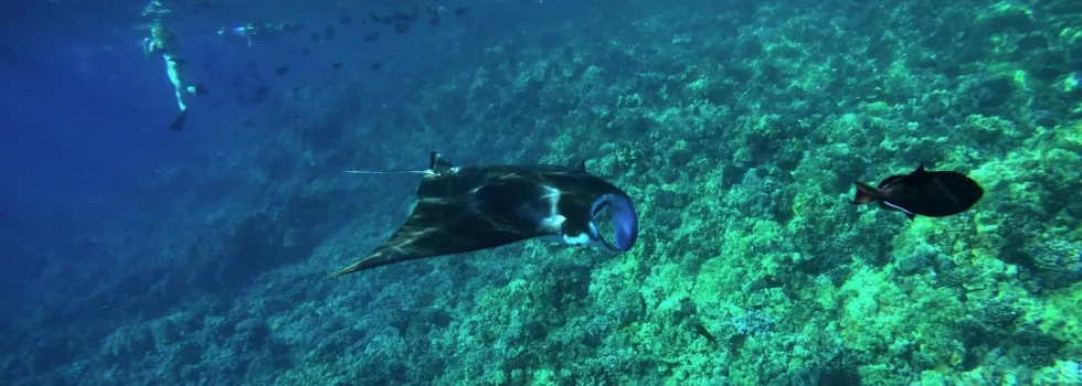 Manta ray snorkeling maui