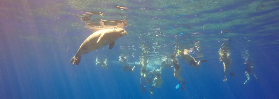 Snorkeling monk seal maui