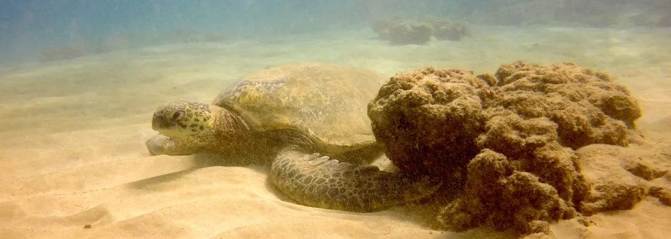 Turtles at molokini