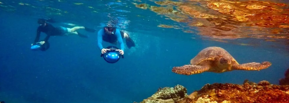 Snorkel with turtle maui