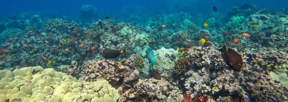 Coral reef lahaina maui