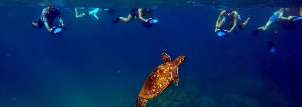 Snorkel turtle black rock maui