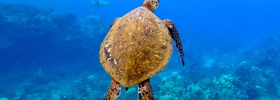 Learn to snorkel maui tour