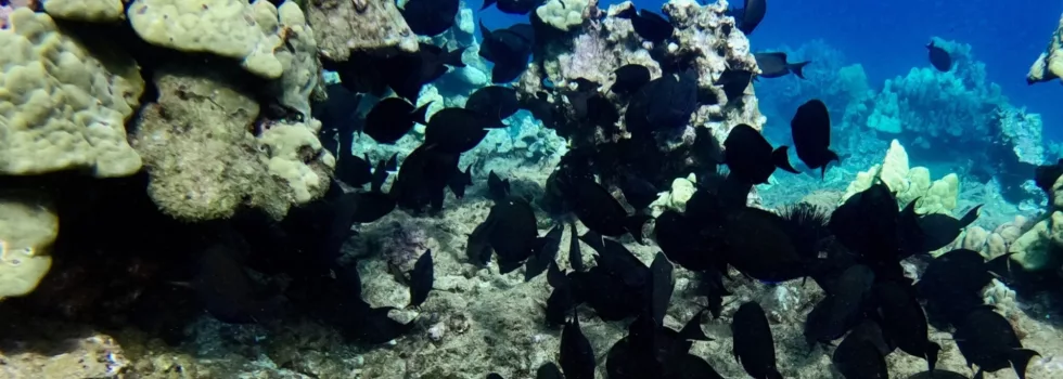 Fish during maui snorkel lesson