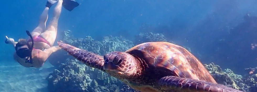 Learn to snorkel maui turtles
