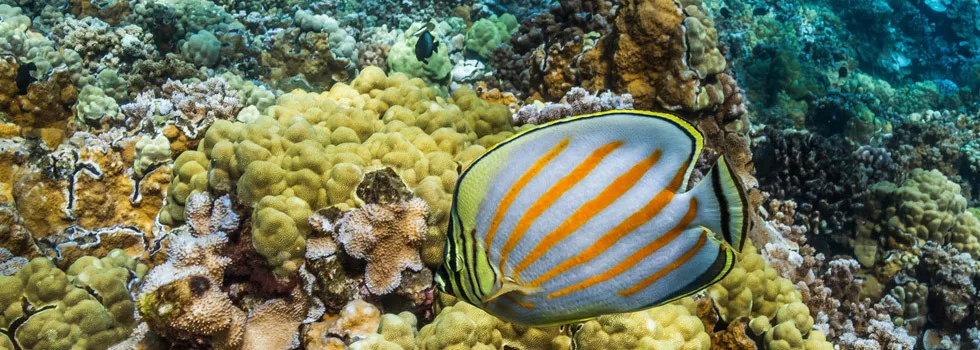 Maui reef fish