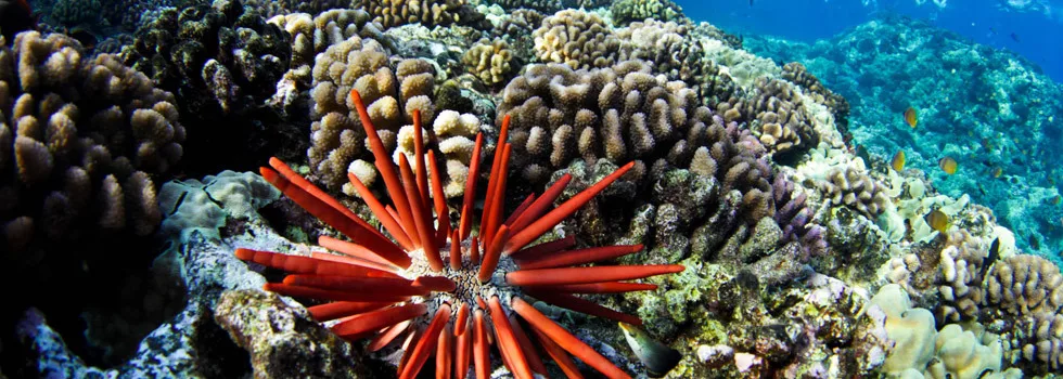 Pencil urchin maui snorkeling
