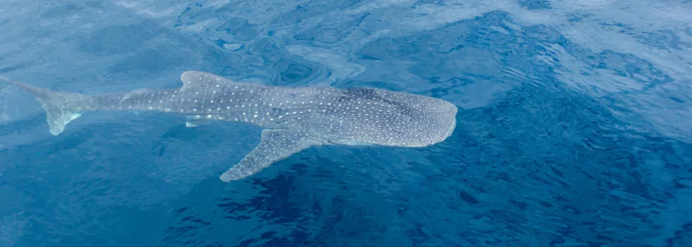 Whale shark maui snorkeling