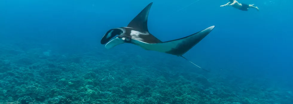 Manta ray snorkel molokini
