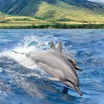 Dolphin watch tour maui