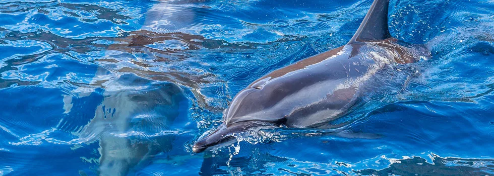 Dolphin-tour-maui-to-lanai