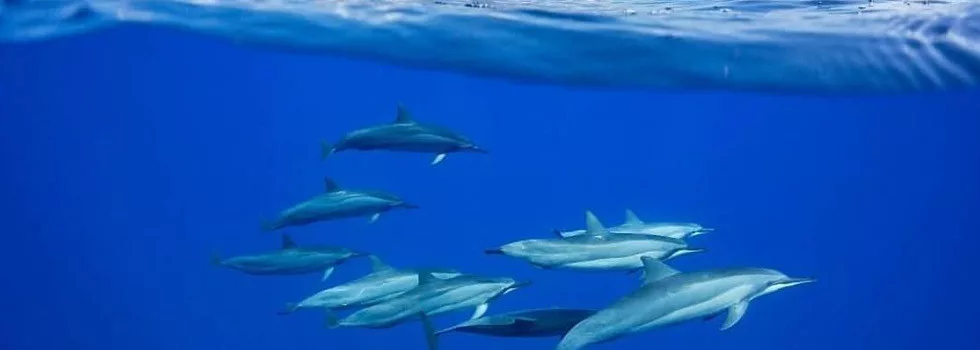 Dolphin-viewing-maui