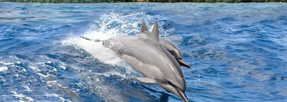 Dolphin watch tour maui