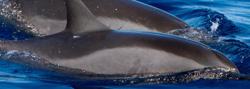 Dolphins swimming maui