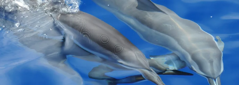 Dolphins riding boat wake maui