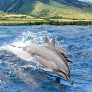 Maui Dolphin Watch Boat Cruise