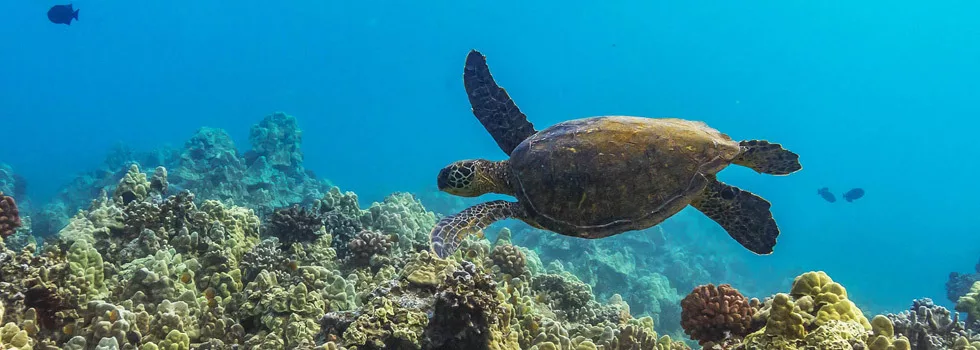 Turtles at molokini maui