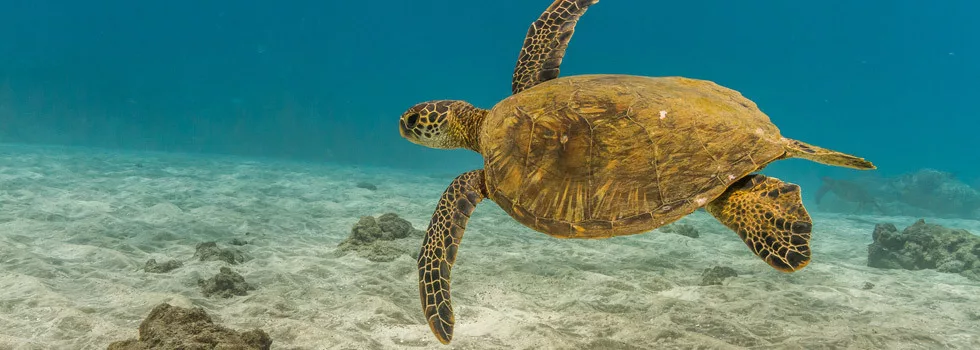 Turtles-found-on-maui-snorkeling