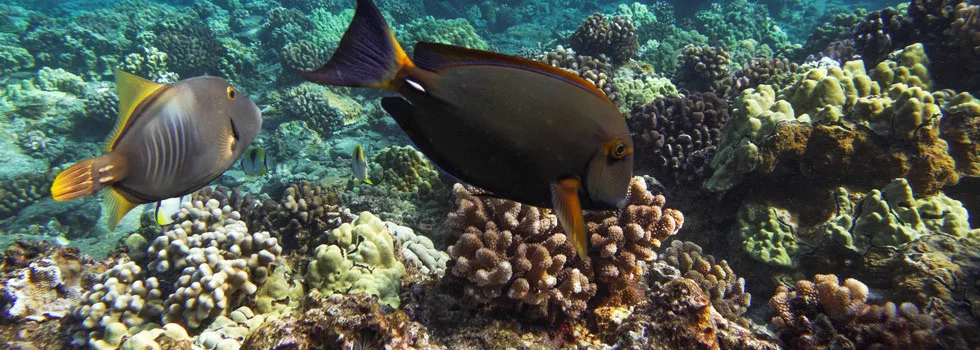 Hawaii-fish-snorkeling-maui