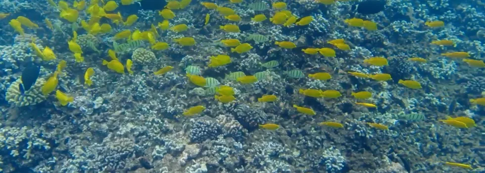 School of yellow tangs lanai